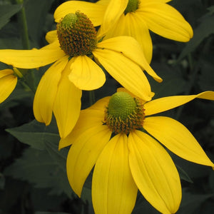 Rudbeckia 'Herbstsonne'
