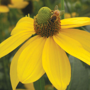 Rudbeckia 'Herbstsonne'