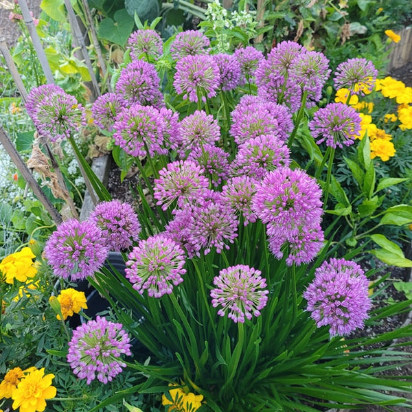 Allium 'Little Sapphire' - Botanus