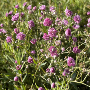 Gypsophila paniculata 'Festival Pink Lady'