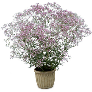 Gypsophila paniculata 'Festival Pink Lady'