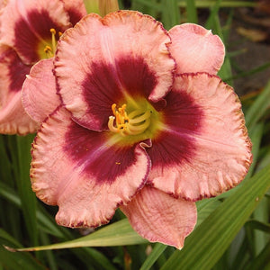Hemerocallis 'Daring Deception'
