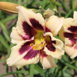 Hemerocallis 'Moonlit Masquerade'
