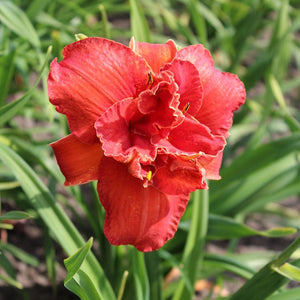Hemerocallis 'Moses Fire'