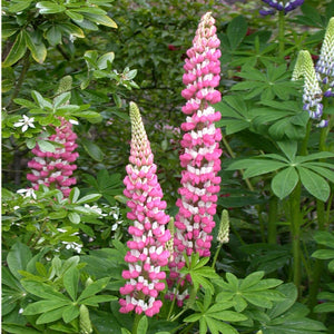 Lupinus 'Gallery Pink'