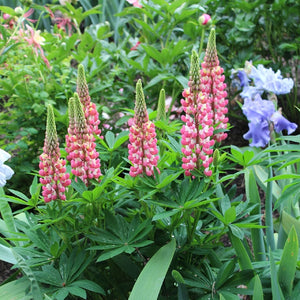 Lupinus 'Gallery Pink'