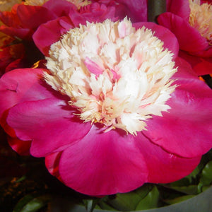 Paeonia 'White Cap'