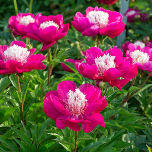 Paeonia 'White Cap'