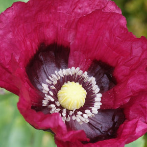 Papaver orientale 'Patty's Plum'
