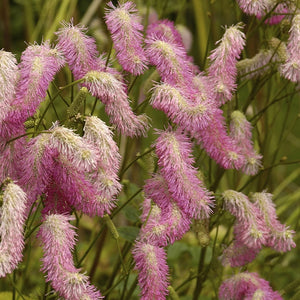 Sanguisorba obtusa