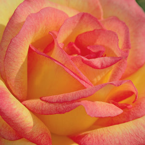 Sheila's Perfume Weeks Floribunda Rose