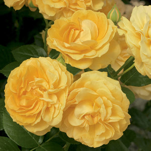 Julia Child Weeks Floribunda Rose
