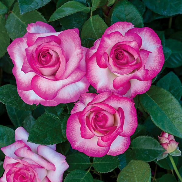 Miss Congeniality Weeks Grandiflora Rose - Botanus