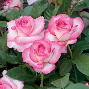 Miss Congeniality Weeks Grandiflora Rose