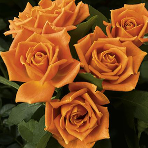 Pumpkin Patch Weeks Floribunda Rose