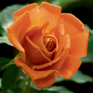 Pumpkin Patch Weeks Floribunda Rose