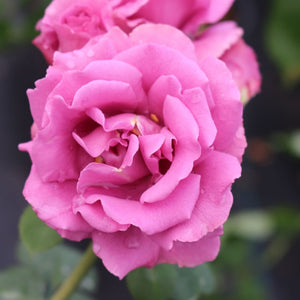 Angel Face Weeks Floribunda Rose