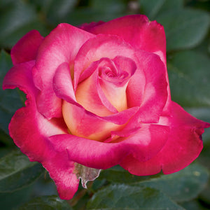 Dick Clark Weeks Grandiflora Rose