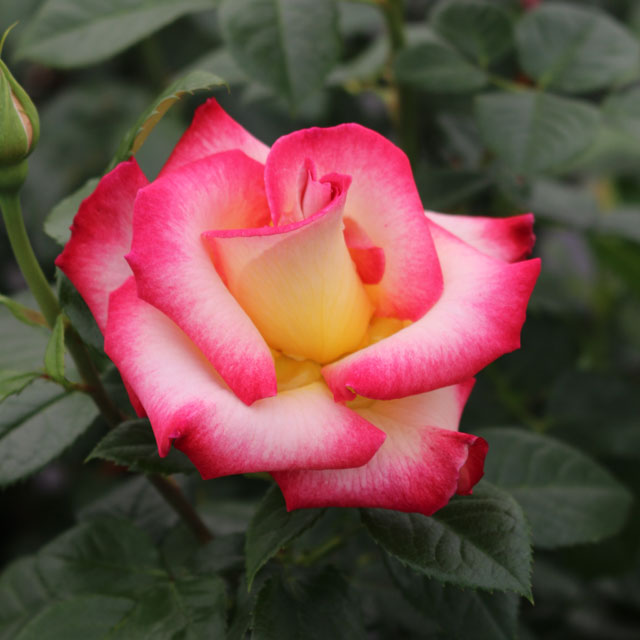 Dick Clark Weeks Grandiflora Rose - Botanus