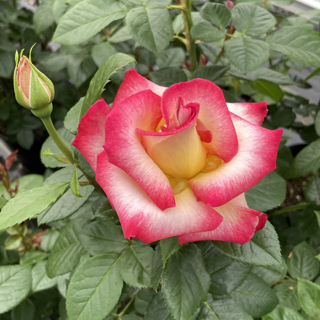 Dick Clark Weeks Grandiflora Rose - Botanus