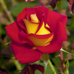 Ketchup & Mustard Weeks Floribunda Rose