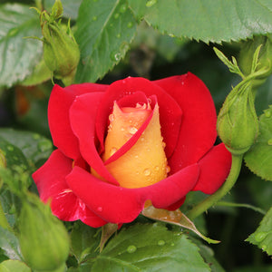 Ketchup & Mustard Weeks Floribunda Rose