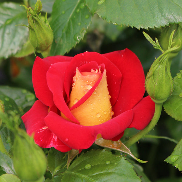 Ketchup & Mustard Weeks Floribunda Rose Botanus