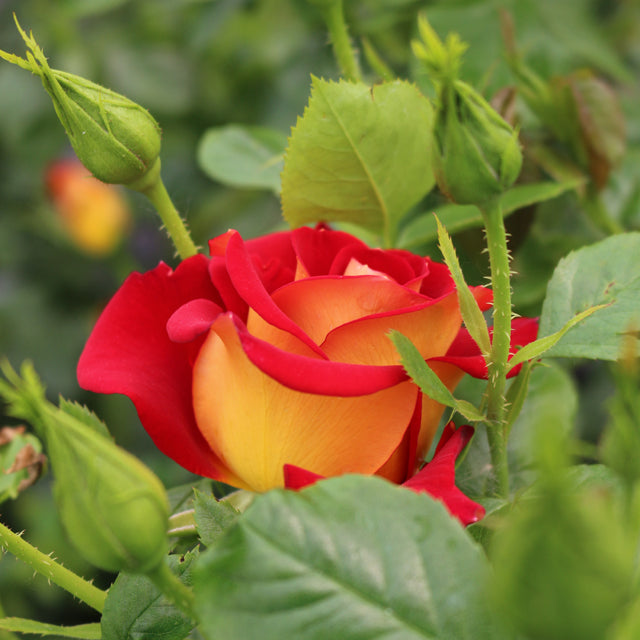 Ketchup & Mustard Weeks Floribunda Rose Botanus