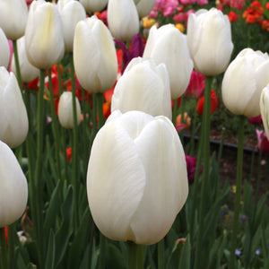 City of Vancouver Single Late Tulip