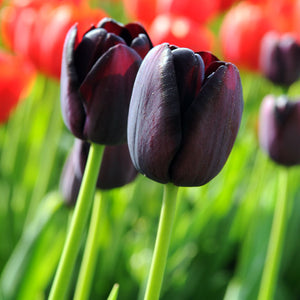 Queen of Night Single Late Tulip