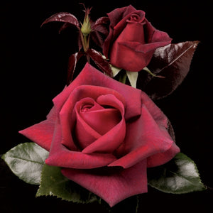 Lasting Love Weeks Hybrid Tea Rose