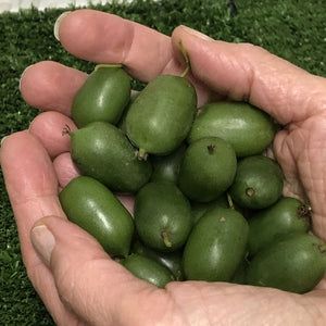 Hardy Kiwi 'Issai'