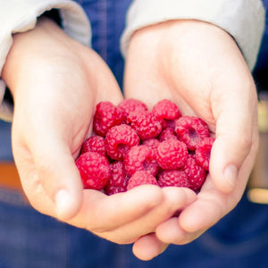 Raspberry 'Boyne'