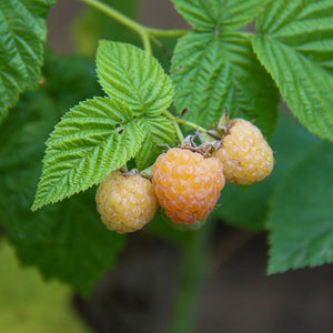 Raspberry 'Honey Queen'