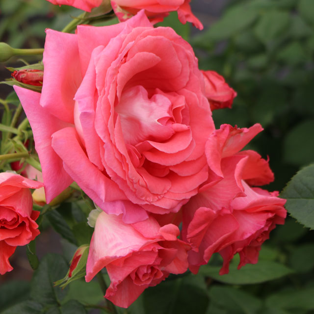 America Weeks Climbing Rose - Botanus