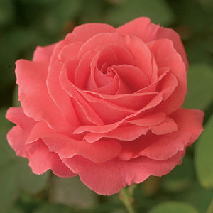 America Weeks Climbing Rose