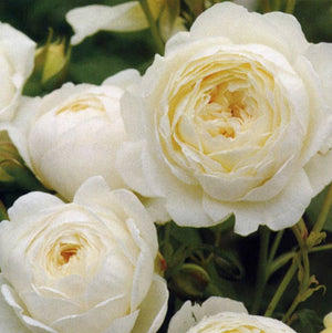 Claire Austin David Austin English Rose