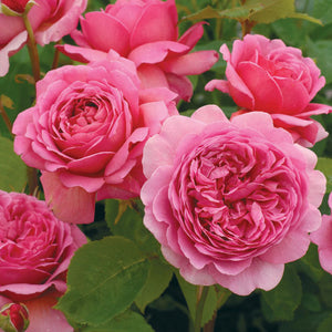 Princess Alexandra of Kent David Austin Rose