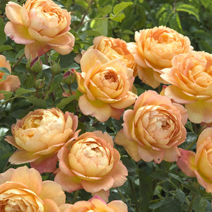 Lady of Shalott David Austin Rose