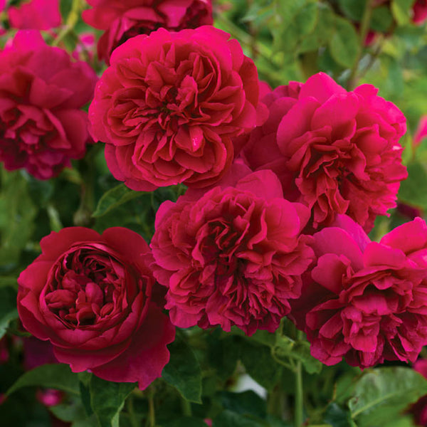 Thomas Becket David Austin Rose - Botanus