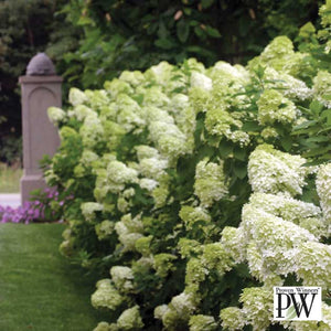 Hydrangea paniculata 'Limelight'