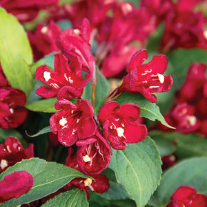 Weigela 'Maroon Swoon'