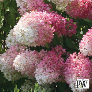 Hydrangea paniculata 'Zinfin Doll' 