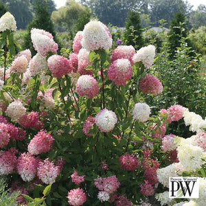 Hydrangea paniculata 'Zinfin Doll' 