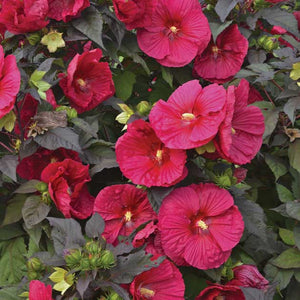 Hibiscus 'Mars Madness' 