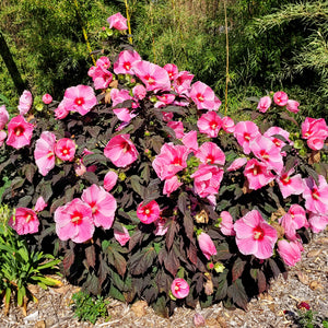 Hibiscus 'Starry Starry Night'