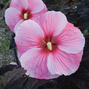 Hibiscus 'Starry Starry Night'
