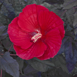 Hibiscus 'Midnight Marvel'