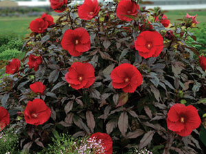 Hibiscus 'Midnight Marvel'