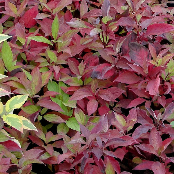 Cornus alba 'Little Rebel' - Botanus